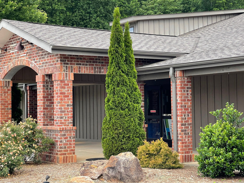 Thuja occidentalis 'Smaragd' Emerald Green Columnar Arborvitae - Mr Maple │ Buy Japanese Maple Trees