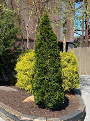 Thuja occidentalis 'Smaragd' Emerald Green Columnar Arborvitae - Mr Maple │ Buy Japanese Maple Trees