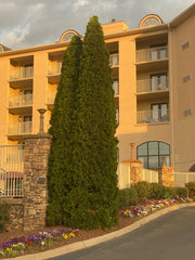 Thuja occidentalis 'Smaragd' Emerald Green Columnar Arborvitae - Mr Maple │ Buy Japanese Maple Trees