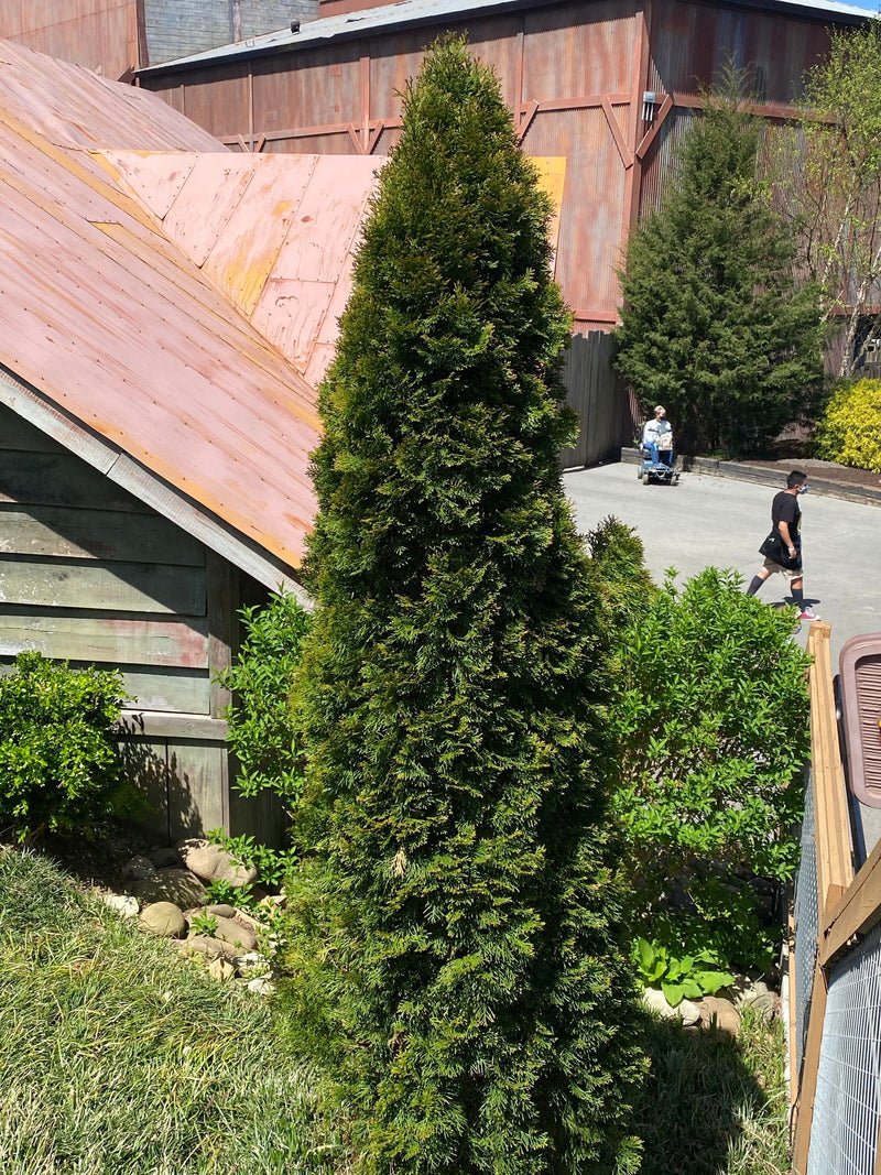 Thuja occidentalis 'Smaragd' Emerald Green Columnar Arborvitae - Mr Maple │ Buy Japanese Maple Trees