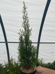 Thuja occidentalis 'Smaragd' Emerald Green Columnar Arborvitae - Mr Maple │ Buy Japanese Maple Trees