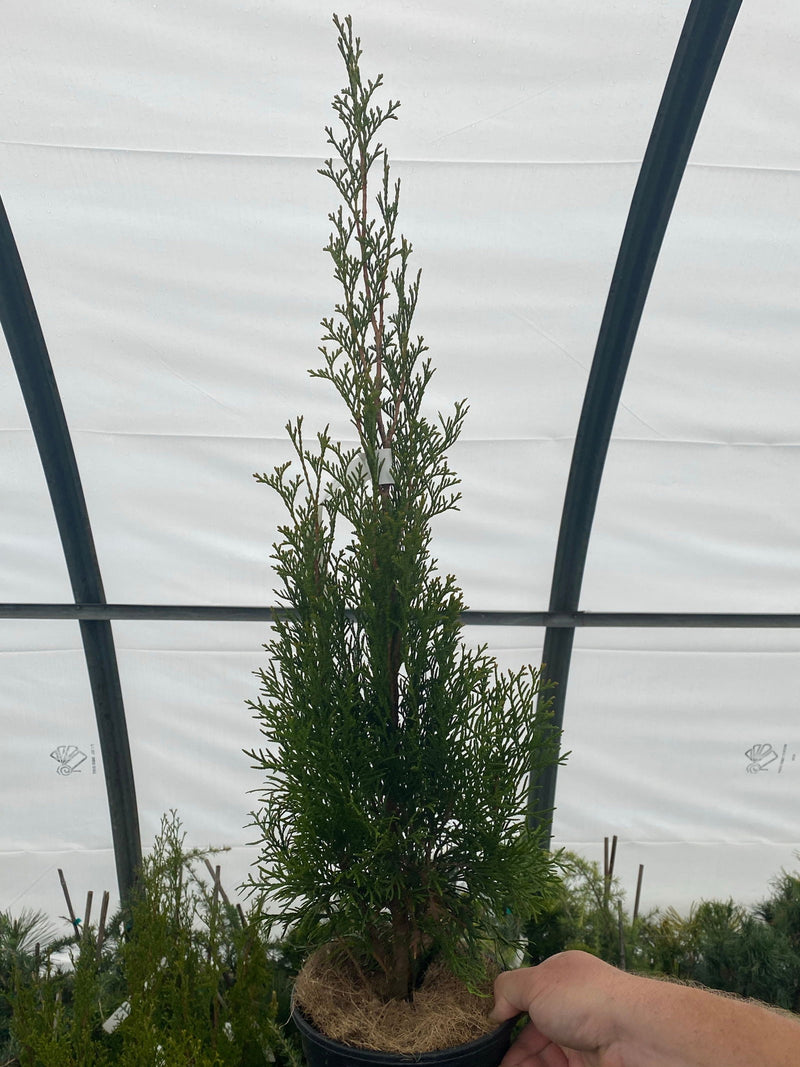 Thuja occidentalis 'Smaragd' Emerald Green Columnar Arborvitae - Mr Maple │ Buy Japanese Maple Trees