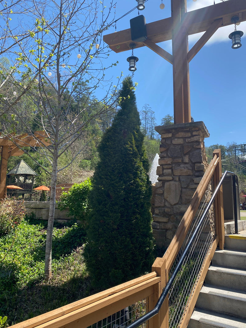 Thuja occidentalis 'Smaragd' Emerald Green Columnar Arborvitae - Mr Maple │ Buy Japanese Maple Trees