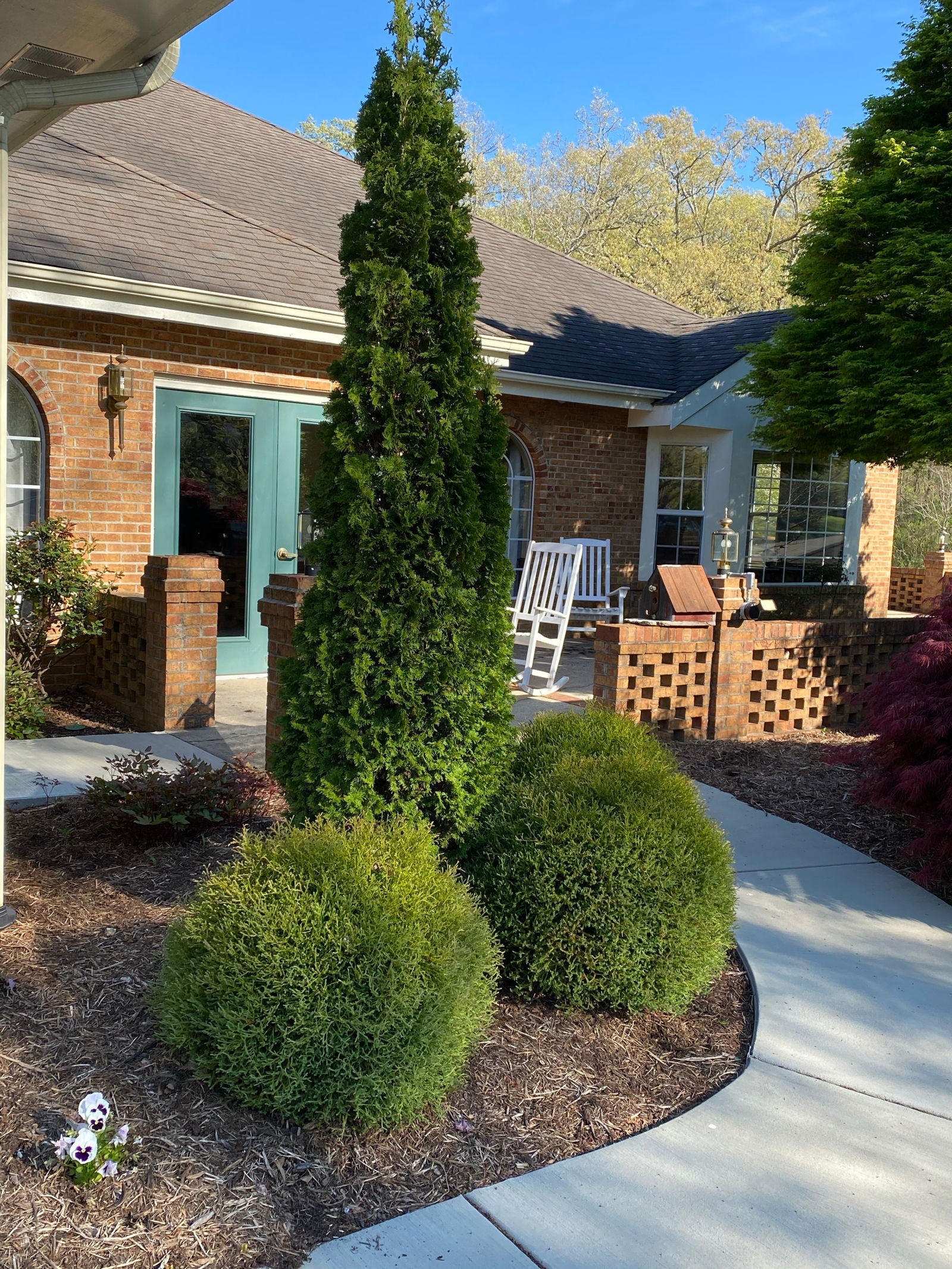 Buy Thuja occidentalis 'Smaragd' Emerald Green Columnar Arborvitae