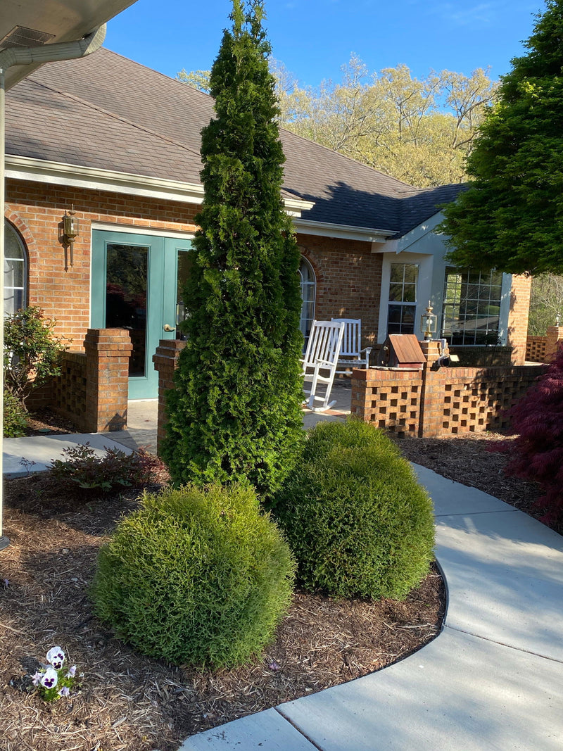Thuja occidentalis 'Smaragd' Emerald Green Columnar Arborvitae - Mr Maple │ Buy Japanese Maple Trees