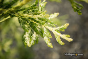 Thuja occidentalis 'Snowstorm' Eastern Arborvitae - Mr Maple │ Buy Japanese Maple Trees