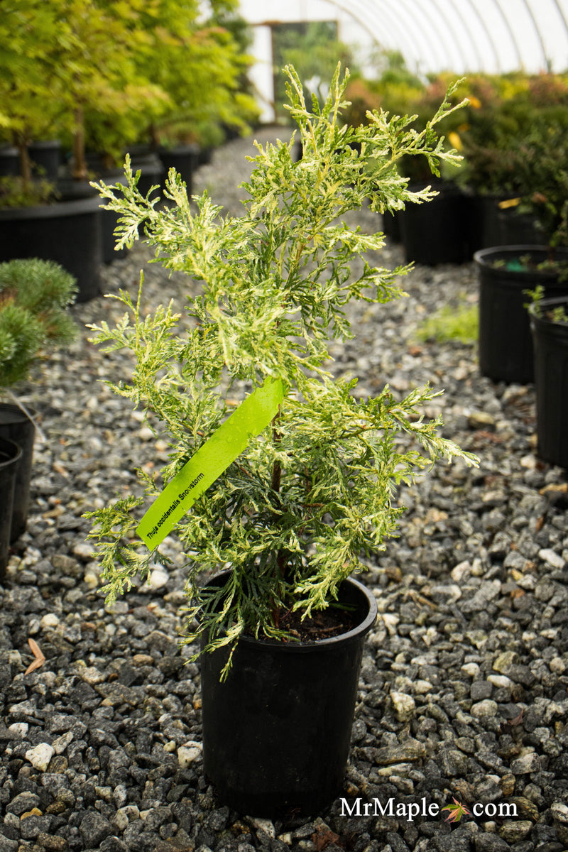 Thuja occidentalis 'Snowstorm' Eastern Arborvitae - Mr Maple │ Buy Japanese Maple Trees