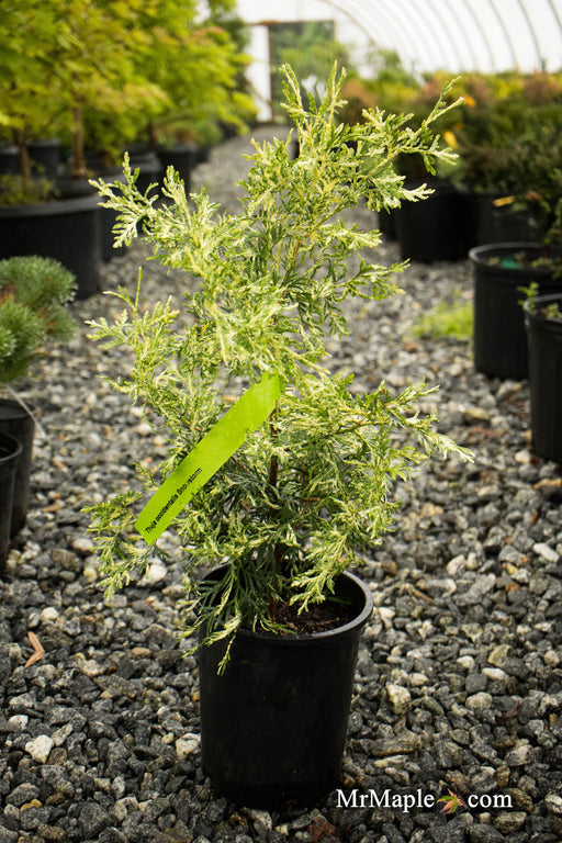 Thuja occidentalis 'Snowstorm' Eastern Arborvitae - Mr Maple │ Buy Japanese Maple Trees