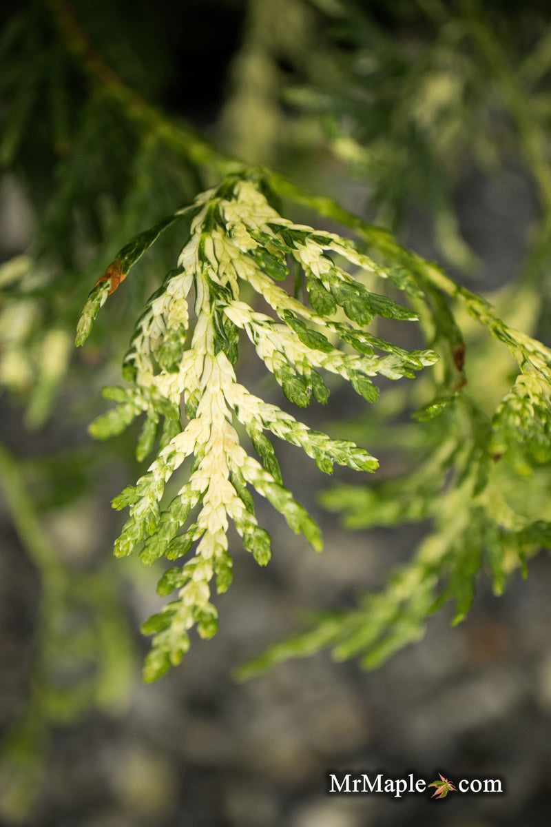 Thuja occidentalis 'Snowstorm' Eastern Arborvitae - Mr Maple │ Buy Japanese Maple Trees