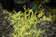 Thuja occidentalis 'Snowstorm' Eastern Arborvitae - Mr Maple │ Buy Japanese Maple Trees