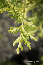 Thuja occidentalis 'Snowstorm' Eastern Arborvitae - Mr Maple │ Buy Japanese Maple Trees