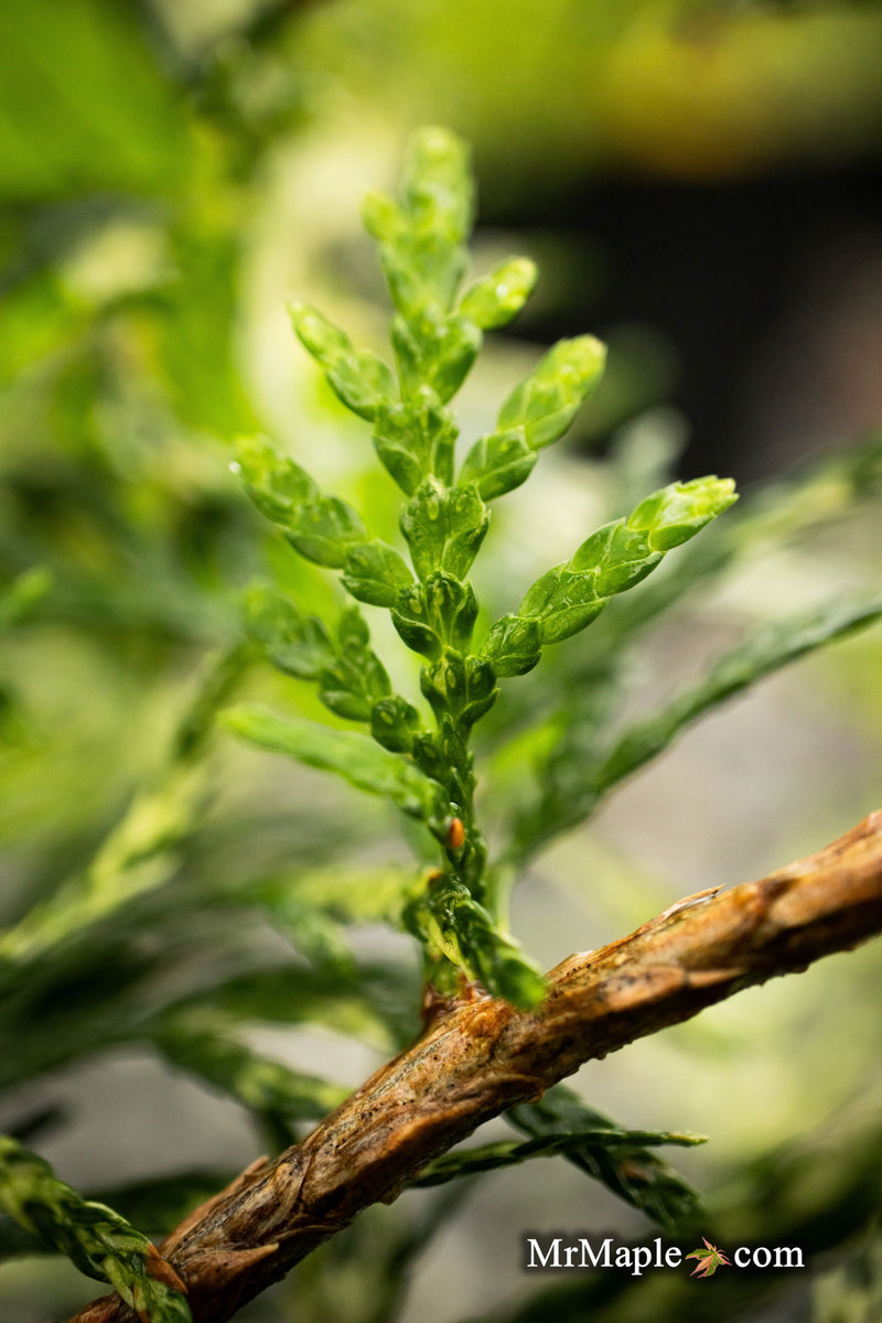 Thuja occidentalis 'Snowstorm' Eastern Arborvitae - Mr Maple │ Buy Japanese Maple Trees