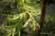 Thuja occidentalis 'Snowstorm' Eastern Arborvitae - Mr Maple │ Buy Japanese Maple Trees