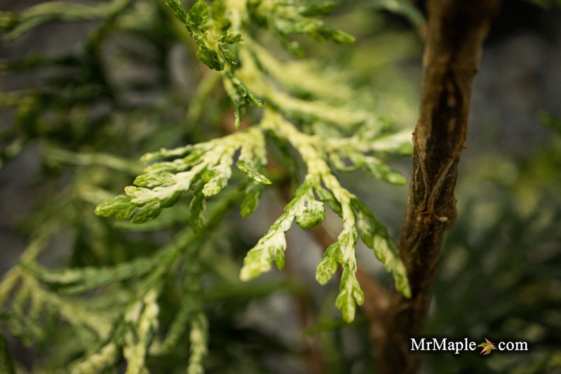 Thuja occidentalis 'Snowstorm' Eastern Arborvitae - Mr Maple │ Buy Japanese Maple Trees