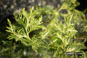 Thuja occidentalis 'Snowstorm' Eastern Arborvitae - Mr Maple │ Buy Japanese Maple Trees