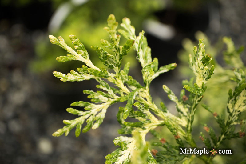 Thuja occidentalis 'Snowstorm' Eastern Arborvitae - Mr Maple │ Buy Japanese Maple Trees