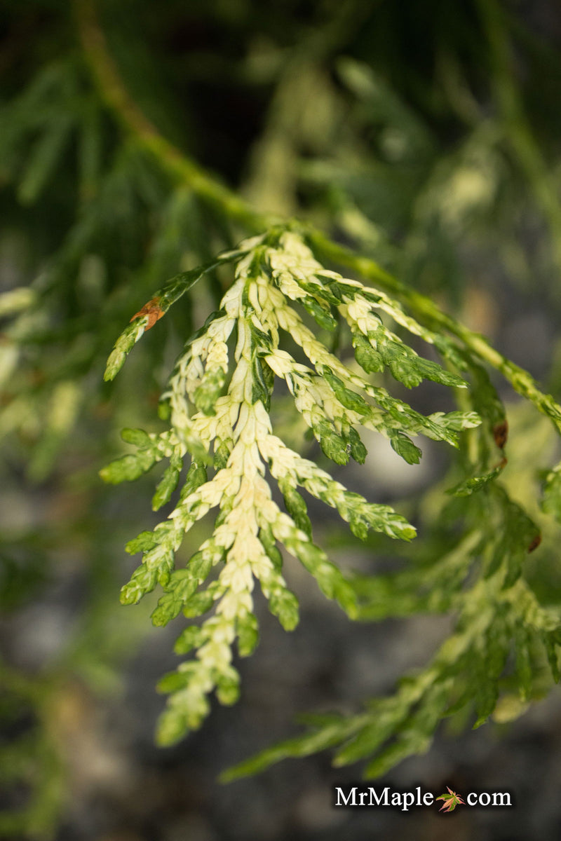 Thuja occidentalis 'Snowstorm' Eastern Arborvitae - Mr Maple │ Buy Japanese Maple Trees