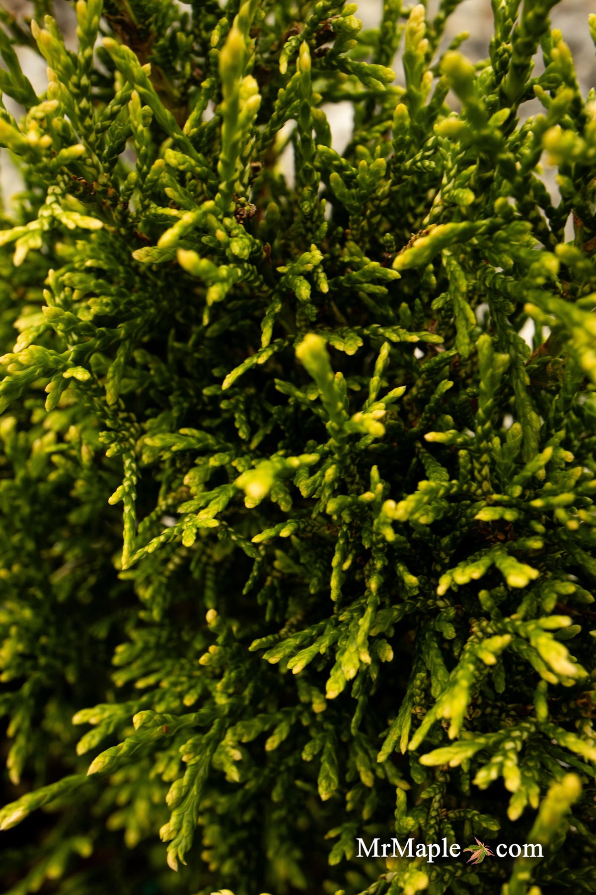 Thuja occidentalis 'Stolwijk' Dwarf Arborvitae — Mr Maple │ Buy