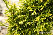 Thuja occidentalis 'Stolwijk' Dwarf Arborvitae - Mr Maple │ Buy Japanese Maple Trees