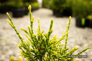 Thuja occidentalis 'Stolwijk' Dwarf Arborvitae - Mr Maple │ Buy Japanese Maple Trees