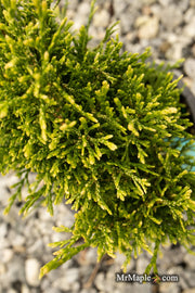 Thuja occidentalis 'Stolwijk' Dwarf Arborvitae - Mr Maple │ Buy Japanese Maple Trees