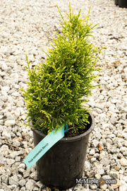 Thuja occidentalis 'Stolwijk' Dwarf Arborvitae - Mr Maple │ Buy Japanese Maple Trees