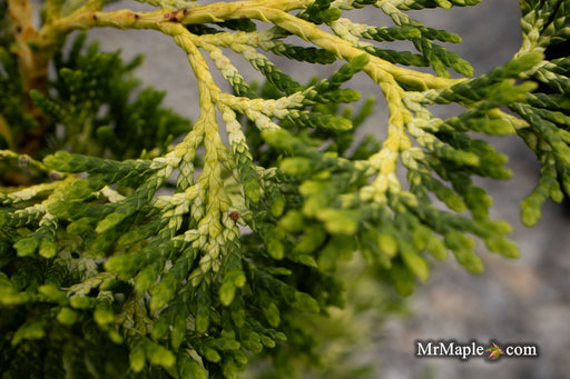 Thuja occidentalis 'Trompenburg' Eastern Arborvitae - Mr Maple │ Buy Japanese Maple Trees