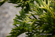 Thuja occidentalis 'Trompenburg' Eastern Arborvitae - Mr Maple │ Buy Japanese Maple Trees