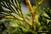 Thuja occidentalis 'Trompenburg' Eastern Arborvitae - Mr Maple │ Buy Japanese Maple Trees