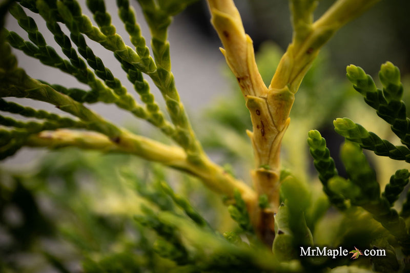 Thuja occidentalis 'Trompenburg' Eastern Arborvitae - Mr Maple │ Buy Japanese Maple Trees
