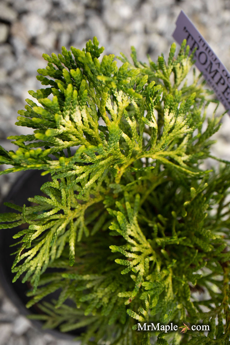 Thuja occidentalis 'Trompenburg' Eastern Arborvitae - Mr Maple │ Buy Japanese Maple Trees