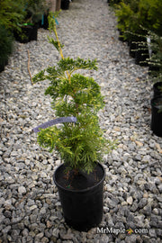 Thuja occidentalis 'Trompenburg' Eastern Arborvitae - Mr Maple │ Buy Japanese Maple Trees