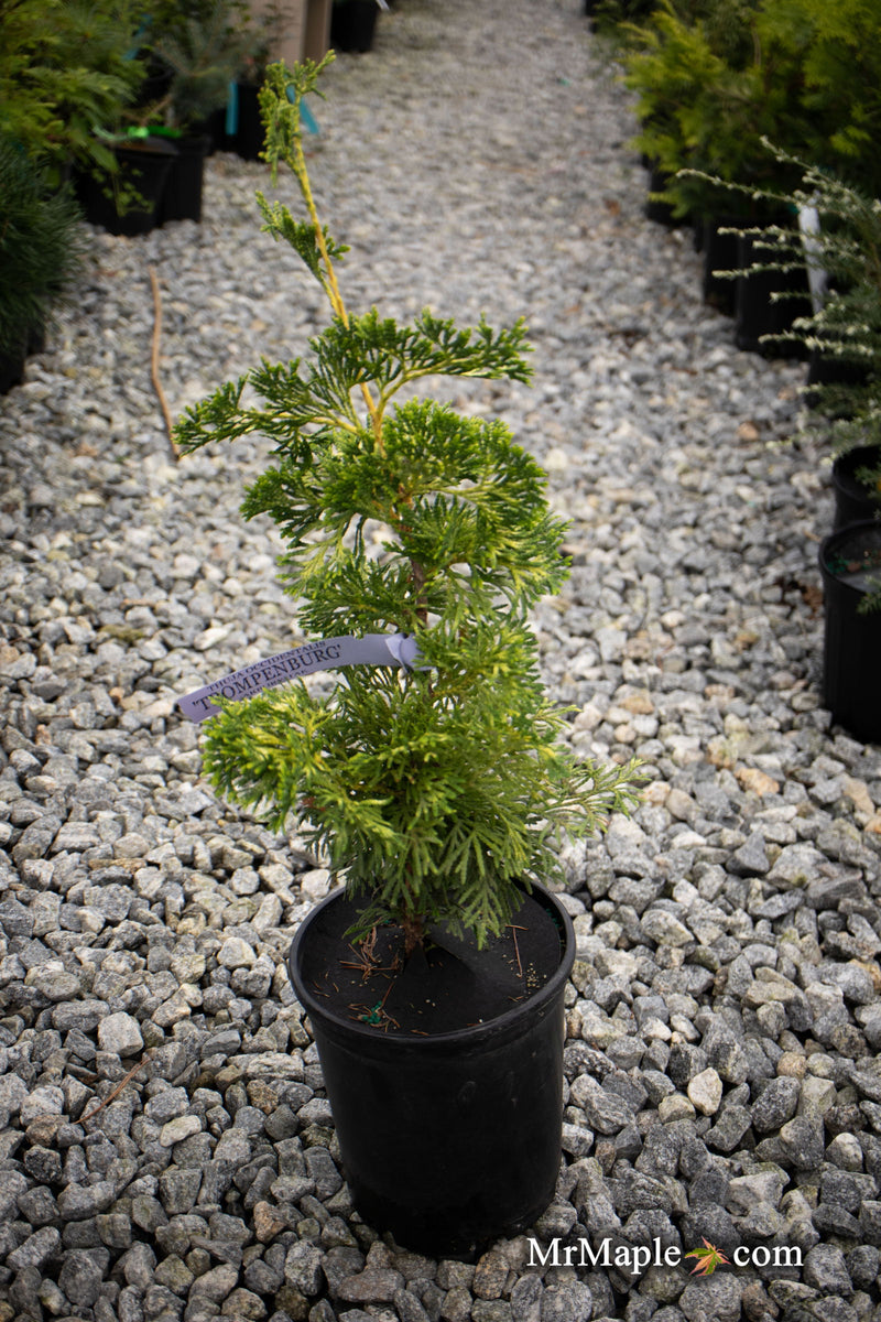 Thuja occidentalis 'Trompenburg' Eastern Arborvitae - Mr Maple │ Buy Japanese Maple Trees
