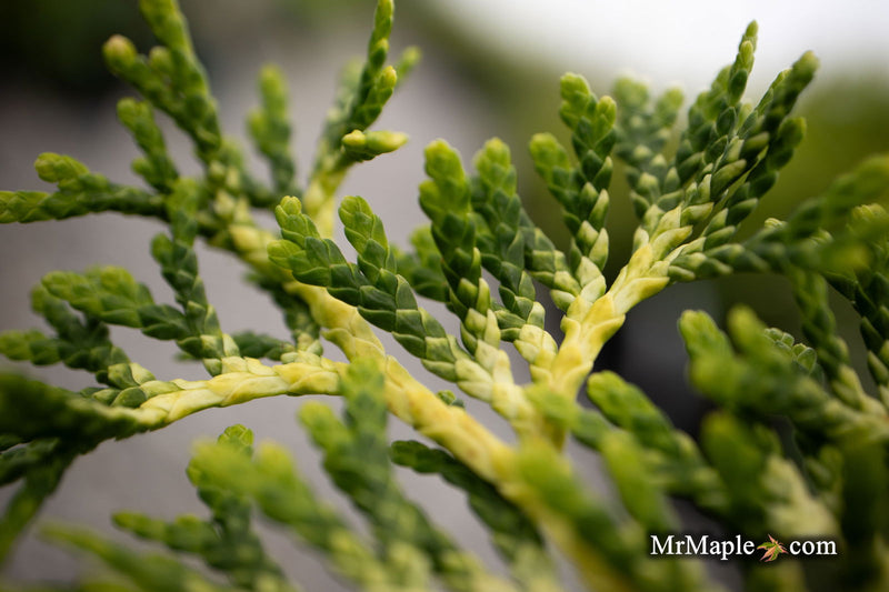Thuja occidentalis 'Trompenburg' Eastern Arborvitae - Mr Maple │ Buy Japanese Maple Trees