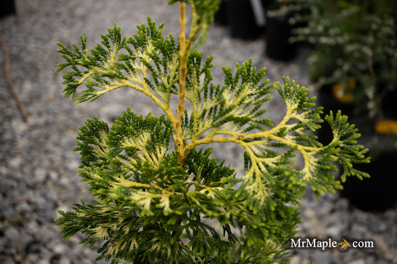 Thuja occidentalis 'Trompenburg' Eastern Arborvitae - Mr Maple │ Buy Japanese Maple Trees