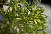 Thuja occidentalis 'Trompenburg' Eastern Arborvitae - Mr Maple │ Buy Japanese Maple Trees
