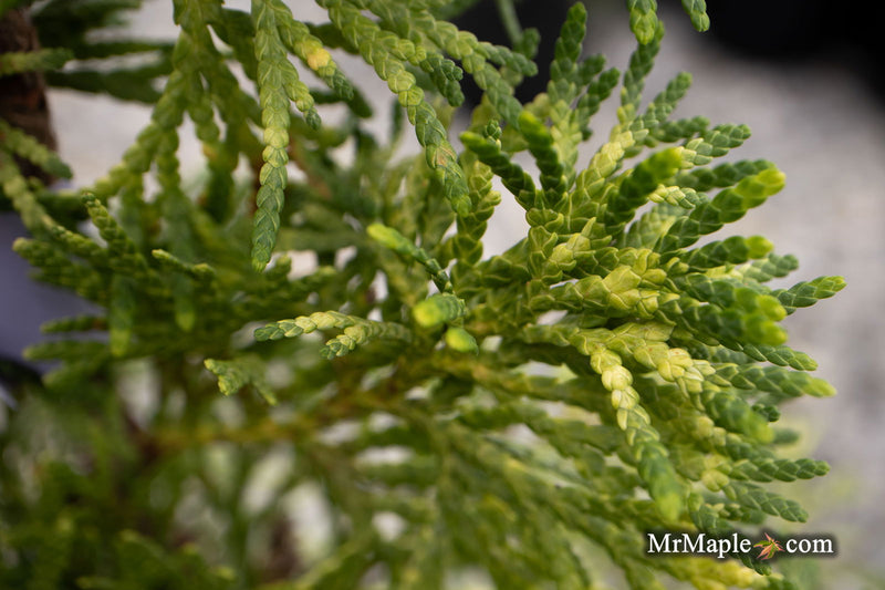 Thuja occidentalis 'Trompenburg' Eastern Arborvitae - Mr Maple │ Buy Japanese Maple Trees