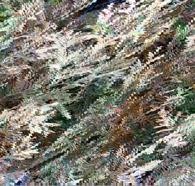 Thuja occidentalis 'Wansdyke Silver' Variegated Arborvitae - Mr Maple │ Buy Japanese Maple Trees