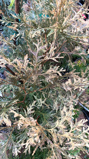 Thuja occidentalis 'Wansdyke Silver' Variegated Arborvitae - Mr Maple │ Buy Japanese Maple Trees