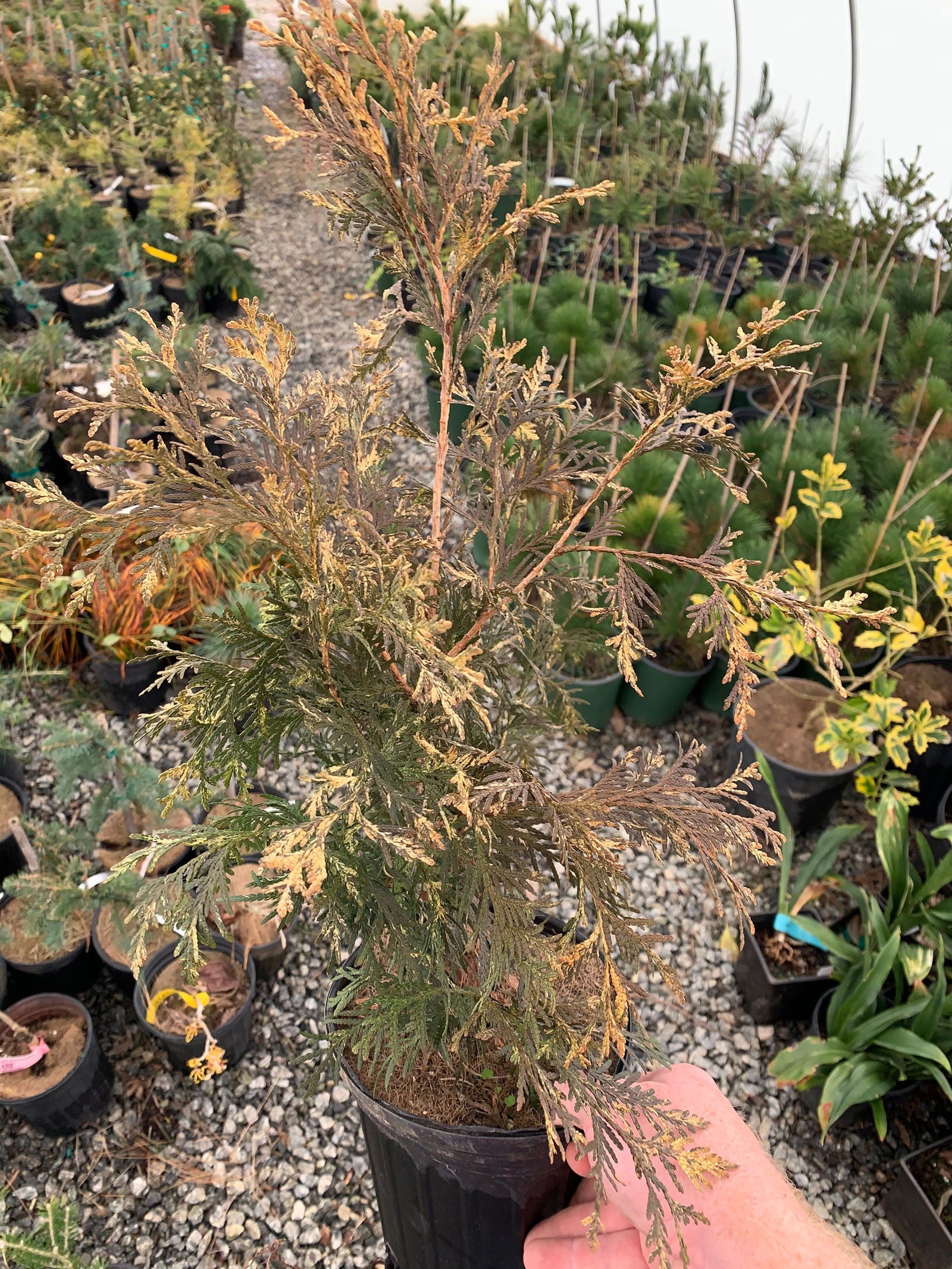 Buy Thuja occidentalis 'Wansdyke Silver' Variegated Arborvitae