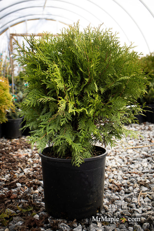 Thuja occidentalis 'Woodward Globe' Arborvitae - Mr Maple │ Buy Japanese Maple Trees