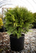 Thuja occidentalis 'Woodward Globe' Arborvitae - Mr Maple │ Buy Japanese Maple Trees