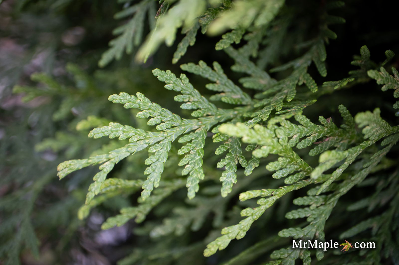 Buy Thuja occidentalis 'Woodward Globe' Woodwardii Arborvitae — Mr