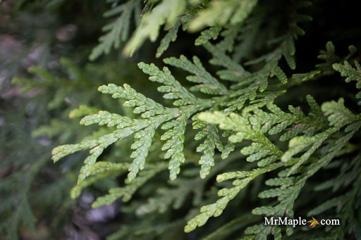 Thuja occidentalis 'Woodward Globe' Arborvitae - Mr Maple │ Buy Japanese Maple Trees