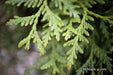 Thuja occidentalis 'Woodward Globe' Arborvitae - Mr Maple │ Buy Japanese Maple Trees