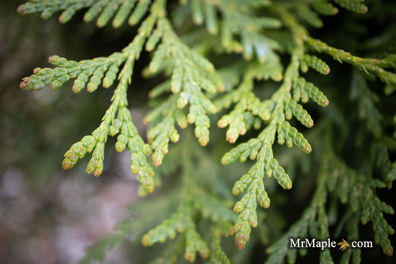 Buy Thuja occidentalis 'Woodward Globe' Woodwardii Arborvitae — Mr ...