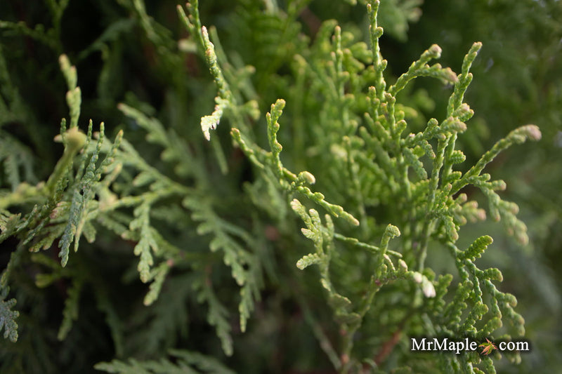Thuja occidentalis 'Woodward Globe' Arborvitae - Mr Maple │ Buy Japanese Maple Trees