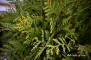 Thuja occidentalis 'Woodward Globe' Arborvitae - Mr Maple │ Buy Japanese Maple Trees