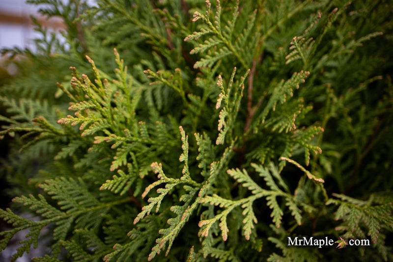 Thuja occidentalis 'Woodward Globe' Arborvitae - Mr Maple │ Buy Japanese Maple Trees