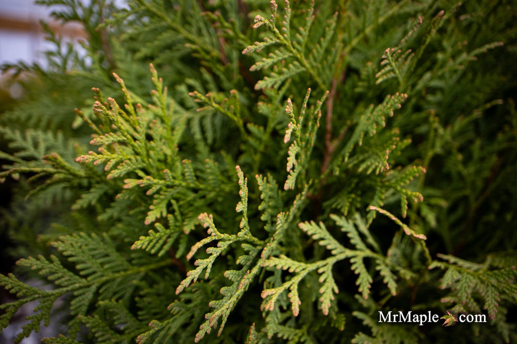 Thuja occidentalis 'Woodward Globe' Arborvitae - Mr Maple │ Buy Japanese Maple Trees